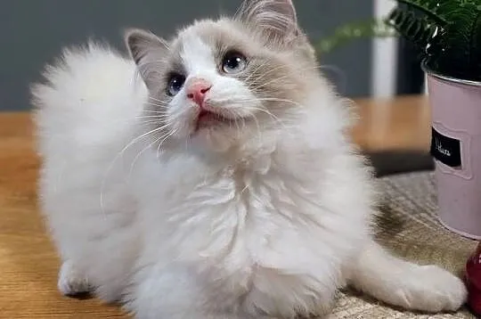 Darwin słodki chłopak ragdoll