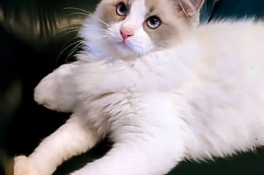 Darwin słodki chłopak ragdoll, Wielkopolskie, Dolsk