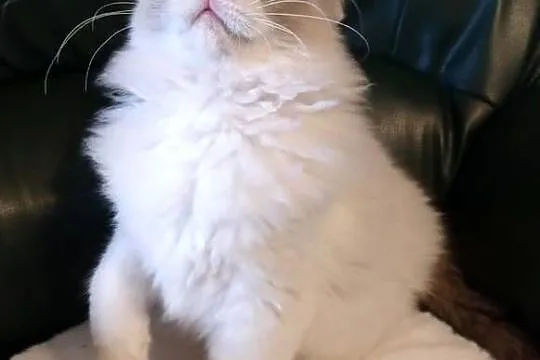 Darwin słodki chłopak ragdoll, Wielkopolskie, Dolsk
