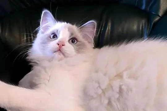 Darwin słodki chłopak ragdoll, Wielkopolskie, Dolsk