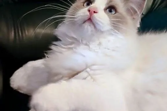 Darwin słodki chłopak ragdoll, Wielkopolskie, Dolsk