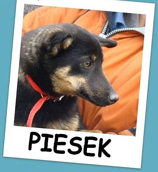Przytulaśny,nieduży psiak SUPEŁEK, kontaktowy,weso