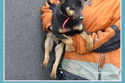 Przytulaśny,nieduży psiak SUPEŁEK, kontaktowy,weso