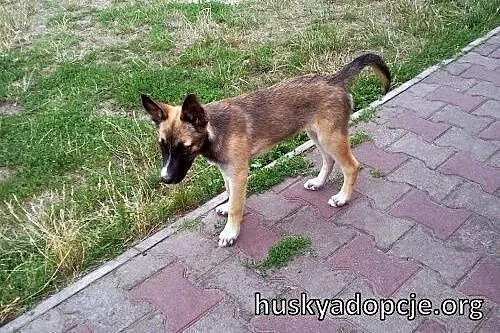 JOHNY- kochany szczeniak mix husky i owczarka,  św