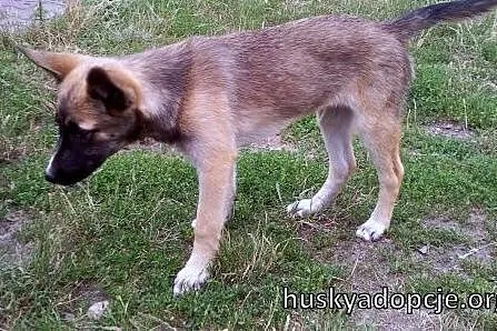 JOHNY- kochany szczeniak mix husky i owczarka,  św