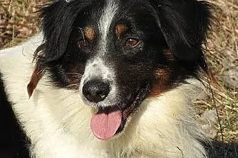 Naczos - fajny pies w typie bordera,  mazowieckie 