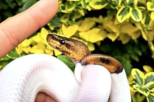 Samiczka - Mahogany Black Pastel Pied 2025
