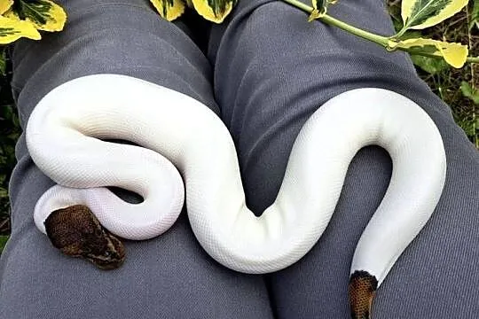 Samiczka - Mahogany Black Pastel Pied 2025, Kujawsko-pomorskie, Bydgoszcz