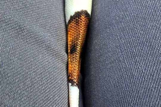 Samiczka - Mahogany Black Pastel Pied 2025, Kujawsko-pomorskie, Bydgoszcz