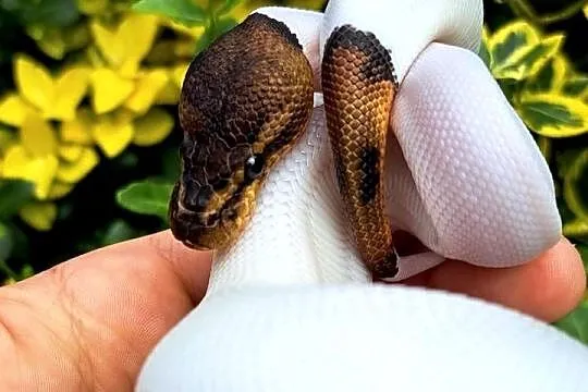 Samiczka - Mahogany Black Pastel Pied 2025, Kujawsko-pomorskie, Bydgoszcz