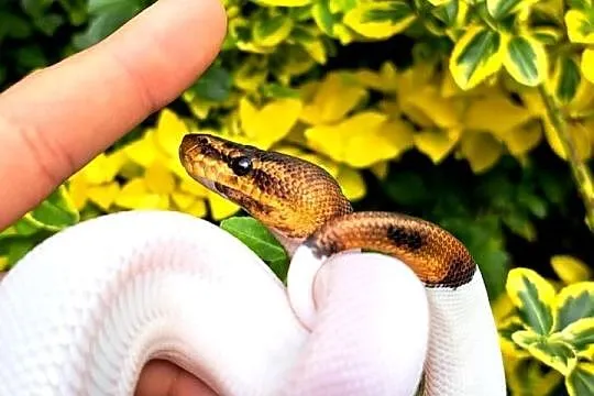 Samiczka - Mahogany Black Pastel Pied 2025, Kujawsko-pomorskie, Bydgoszcz
