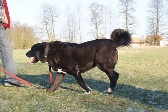 Owczarek Środkowoazjatycki rodowód ZKwP