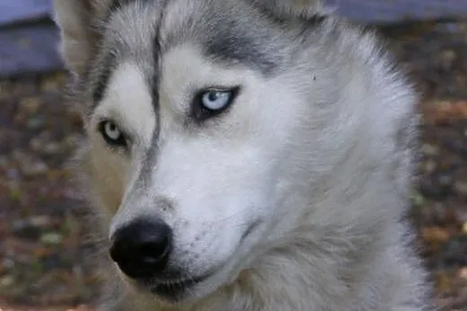 Cleo - piękna, niebieskooka sunia husky czeka na a