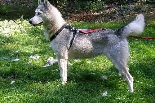 Cleo - piękna, niebieskooka sunia husky czeka na a