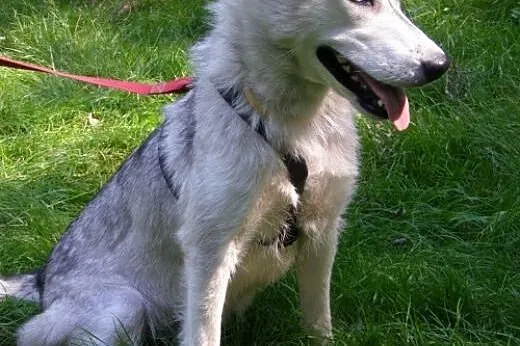 Cleo - piękna, niebieskooka sunia husky czeka na a