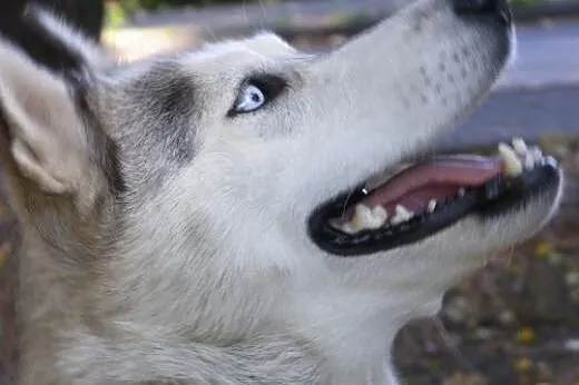 Cleo - piękna, niebieskooka sunia husky czeka na a