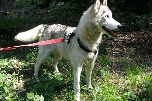 Cleo - piękna, niebieskooka sunia husky czeka na a