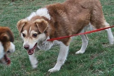 Sonik, starszy, ale pełen wigoru, dzieciolubny psiak adopcja,  Kundelki cała Polska