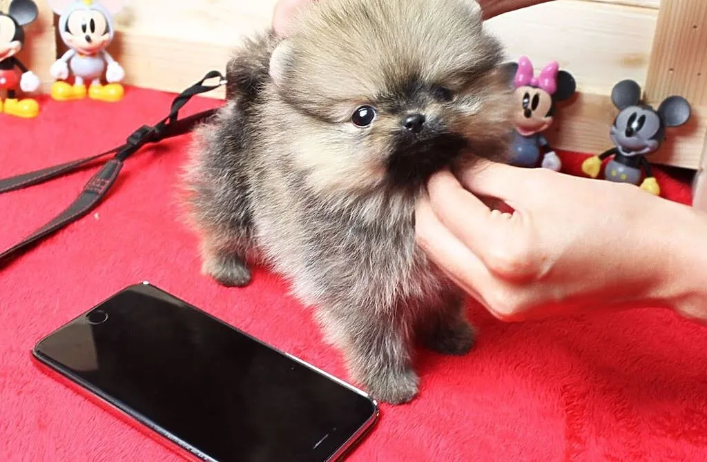 Szpic miniaturowy pomeranian, , Wrocław