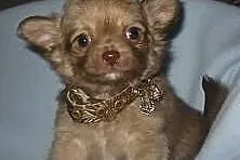 wspaniały filiżanka Chihuahua szczenięta