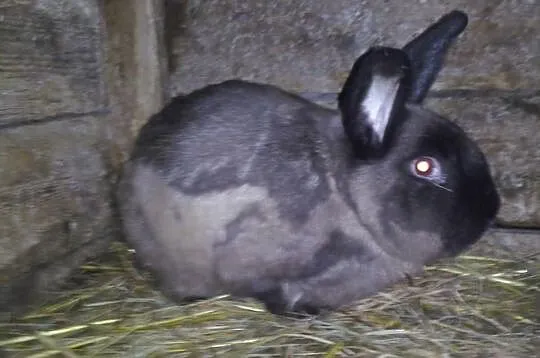 Samczyk rasy kuna