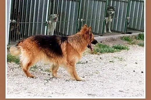 RAMZES,owczarek mix,uratowany pies do domu z ogrod