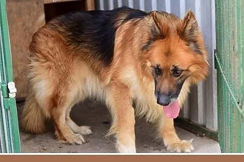 RAMZES,owczarek mix,uratowany pies do domu z ogrod