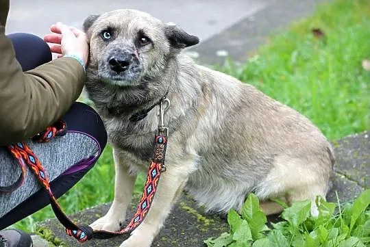FERO - cudowny piesek o cudownych oczach!, Łódzkie, Łódź