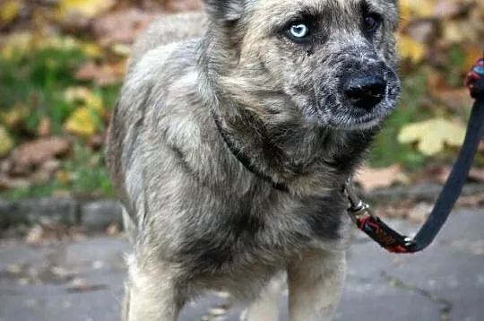 FERO - cudowny piesek o cudownych oczach!, Łódzkie, Łódź