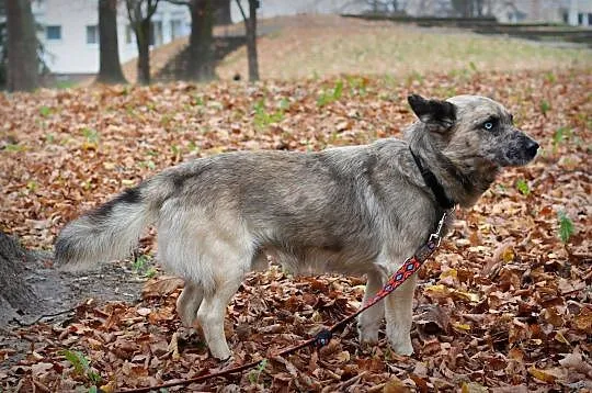 FERO - cudowny piesek o cudownych oczach!, Łódzkie, Łódź
