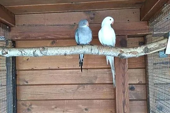 Papugi, Wielkopolskie, Rostarzewo