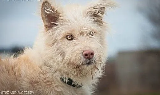 OTOZ Animals - Stella - kochana, młoda kudłata suc