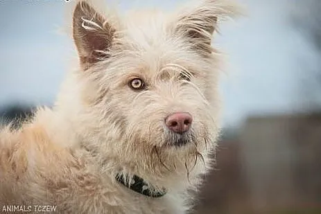 OTOZ Animals - Stella - kochana, młoda kudłata suc