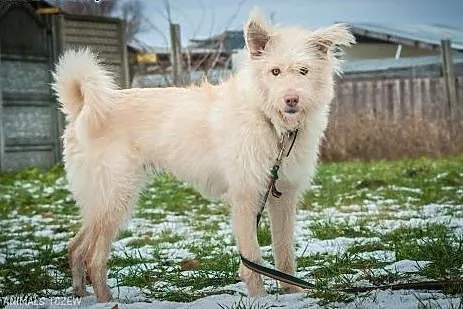 OTOZ Animals - Stella - kochana, młoda kudłata suc