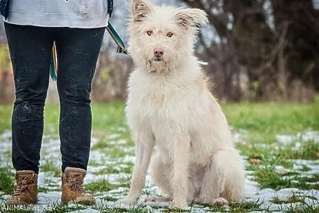 OTOZ Animals - Stella - kochana, młoda kudłata suc