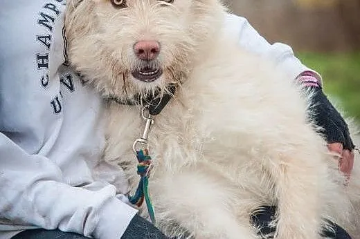 OTOZ Animals - Stella - kochana, młoda kudłata suc