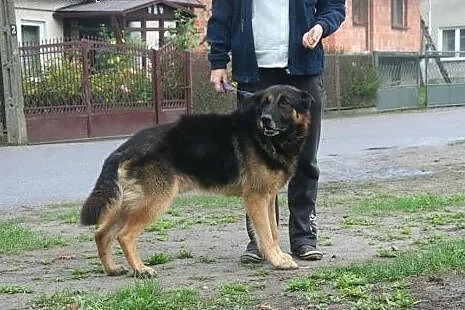 Dostojny Ari czeka na dom,  Pozostałe rasy cała Po