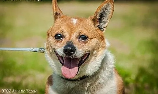 OTOZ Animals - Gucio - mały nakolankowy psiak szuk