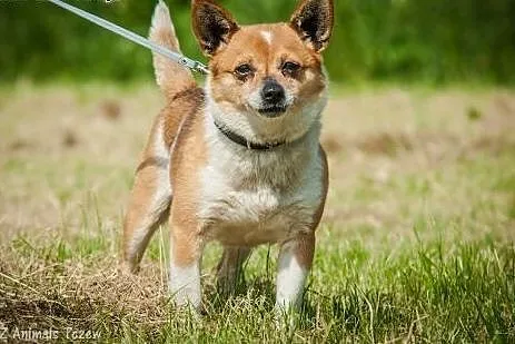 OTOZ Animals - Gucio - mały nakolankowy psiak szuk