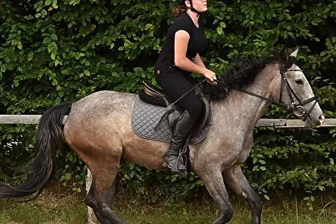 klacz kuc 142 cm, Podkarpackie, Rzeszów