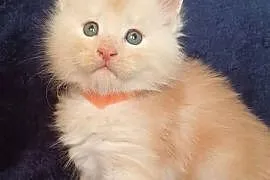 Maine Coon kocurek rodowód Fpl