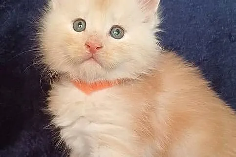 Maine Coon kocurek rodowód Fpl