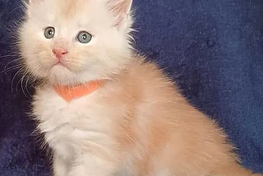Maine Coon kocurek rodowód Fpl, Małopolskie, Olkusz