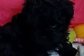Rosyjska bolonka kolorowa, bolończyk kolorowy-Gabi