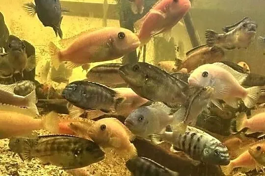 Pyszczaki dorosłe mix 15pln szt., Mazowieckie, Sękocin Nowy