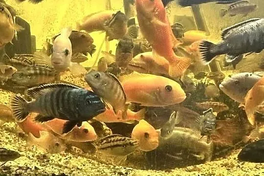 Pyszczaki dorosłe mix 15pln szt., Mazowieckie, Sękocin Nowy