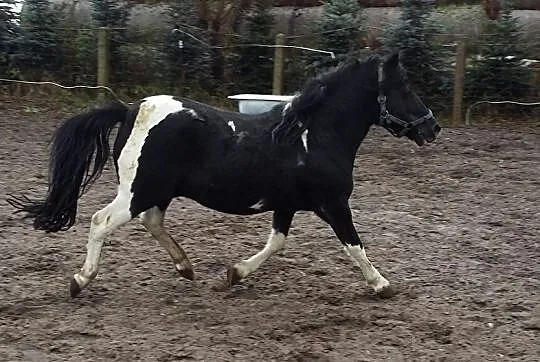 kuc i 120 cm wzrostu posiada licencję, , 