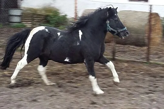 kuc i 120 cm wzrostu posiada licencję, , 