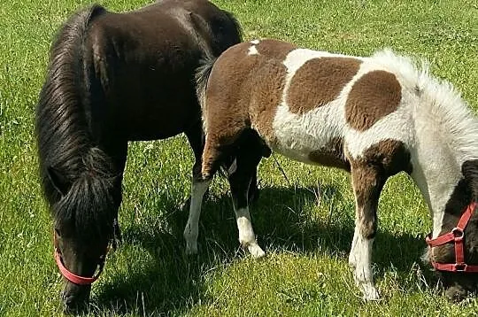 kuc i 120 cm wzrostu posiada licencję, , 