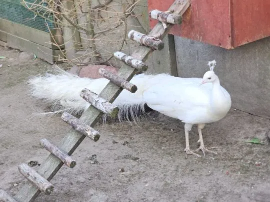 Zmienia woliere papugi i inne ptaki w razie pytań proszę pisać lub dzwonić, , Leszno